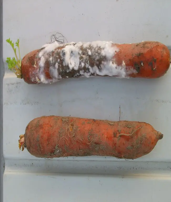 Ожог бактериальный моркови