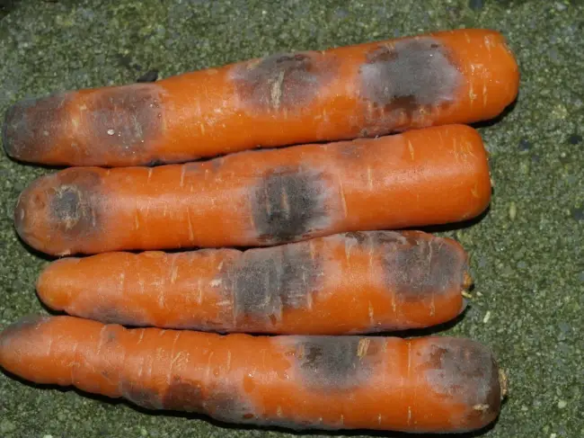 Бурая пятнистость на моркови