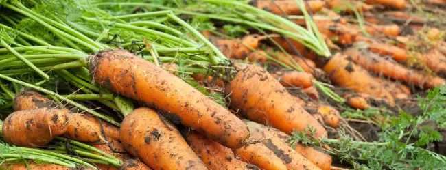 Как выращивают морковь Флакке?