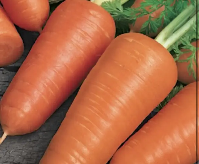 Морковь ЧЕМПИОН F1 отзывы | Отличный сорт!