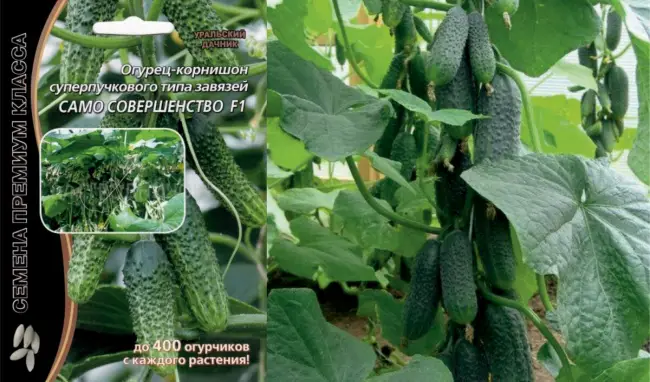 Огурец Александра F1: описание и характеристики сорта с фото, урожайность и отзывы садоводов