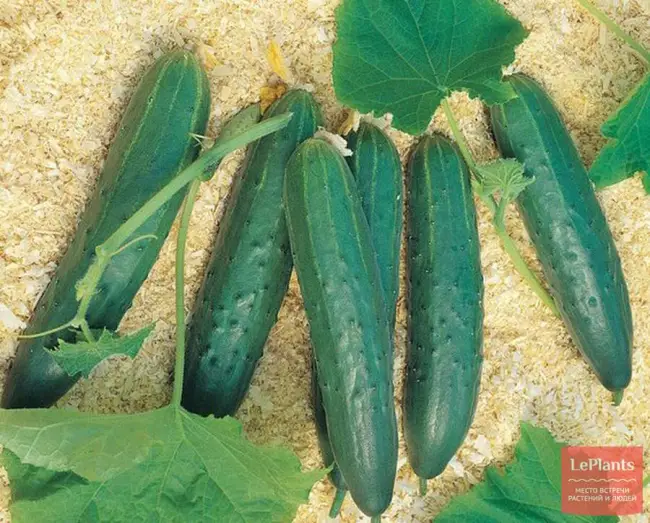 Бухара — сорт растения Огурец