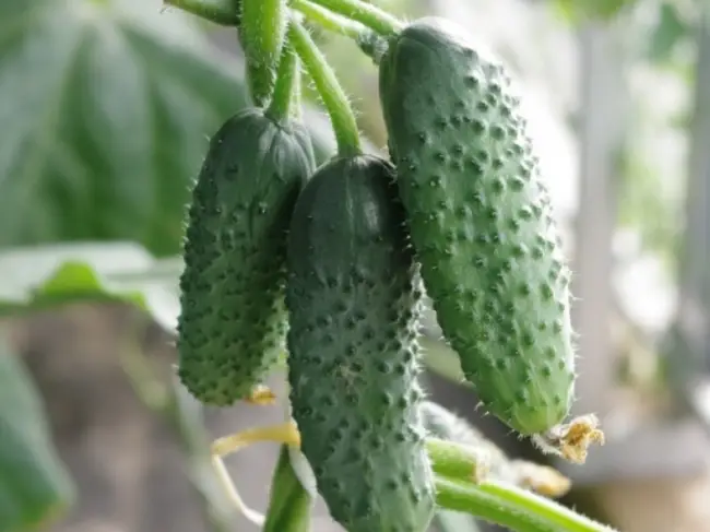 Огурец Антисипатор – характеристика и описание сорта с фото, урожайность и отзывы садоводов