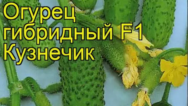 Огурец кузнечик — характеристика и описание сорта с фото, урожайность и отзывы садоводов