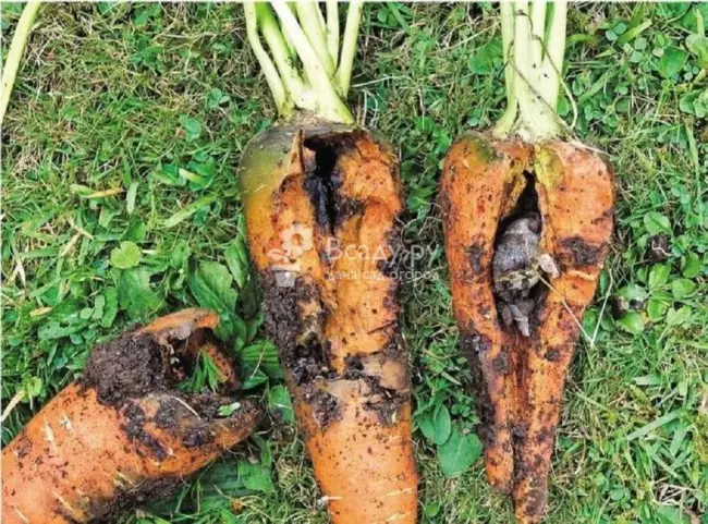 Грызуны на моркови — Способ защиты от мышей для отчаявшихся получить урожай моркови