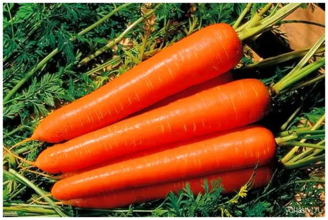 Морковь Амстердамская: описание сорта, отзывы, фото