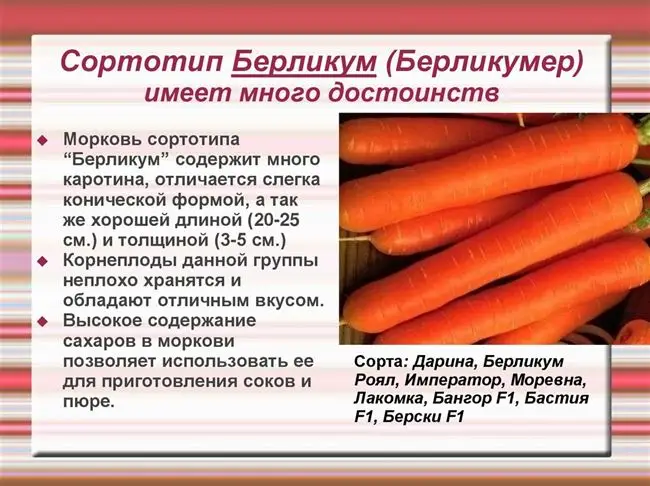 Морковь Император: описание сорта, отзывы, фото, выращивание — Маленький огород