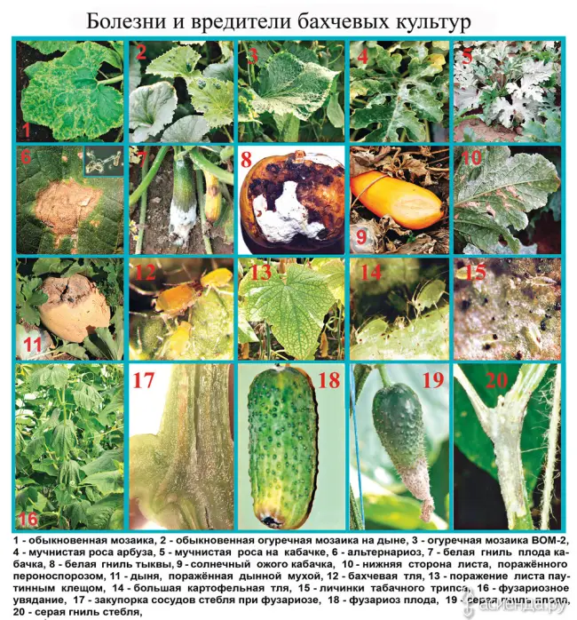 Огурец махаон описание сорта — Каталог семян,авторские сорта и гибриды овощных культур