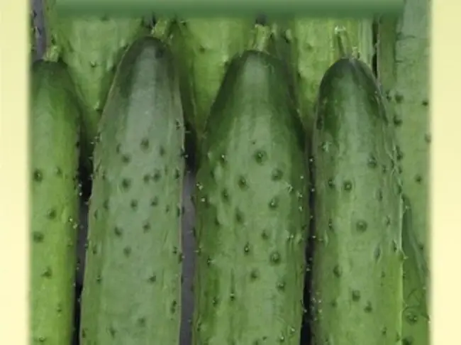 Огурец Северное сияние f1: описание сорта, фото, отзывы о семенах Манул