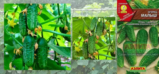 Нафаня — сорт растения Огурец