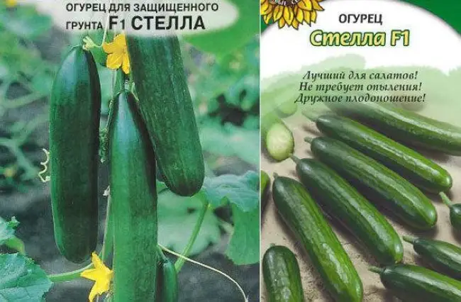 Сорт огурцов Стелла: характеристика и важные правила выращивания