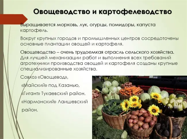 Фермер Центр предлагает выгодные цены  и отличный сервис. Джаззер F1 — семена огурцов, 500 семян,  Enza Zaden/Энза Заден (Голландия) характеристики, фото, отзывы. Доставка по всей России почтой или транспортной компанией.