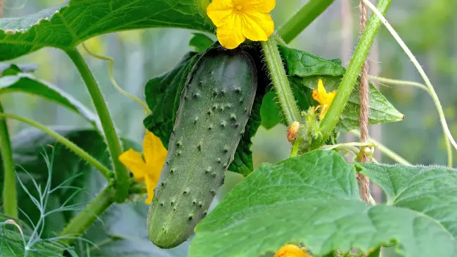 Огурец середина лета описание сорта — Каталог семян,авторские сорта и гибриды овощных культур