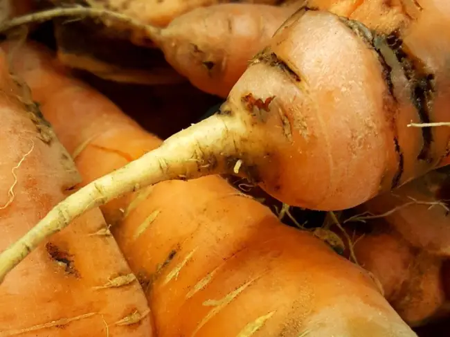 Причины растрескивания моркови. Возможные методы предотвращения появления трещин на корнеплоде. Как использовать повреждённый урожай.