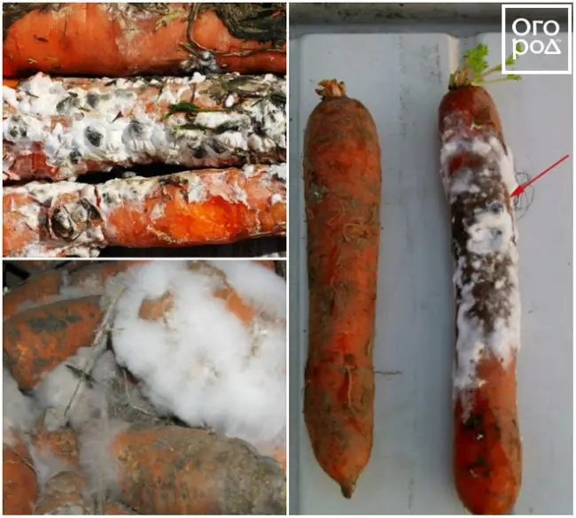 Ржавчина на моркови — Болезни и вредители моркови: их проявление, лечение и профилактика