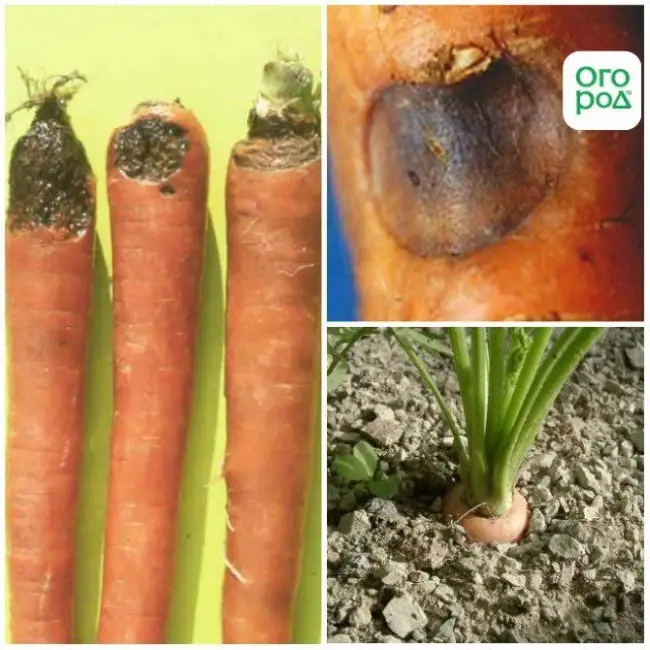 Сухая гниль на моркови — Болезни и вредители моркови: признаки, лечение и профилактика