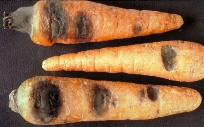 Черная гниль моркови — Болезни корнеплодов и способы борьбы