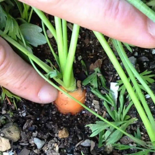 Узнайте чем удобрять морковь, признаки нехватки питательных веществ, какие вещества полезня для моркови, что внести для сладости, для роста и лежкости урожая.