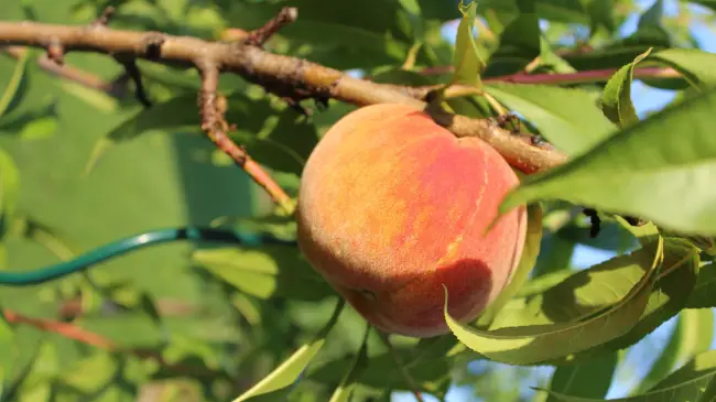 Чем подкормить нектарин — Подкормка персика весной, летом и осенью, методы внесения