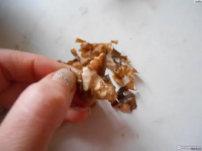 Червяки на грецком орехе — Что за насекомые живут в грецком орехе, опасны ли, если случайно съесть?