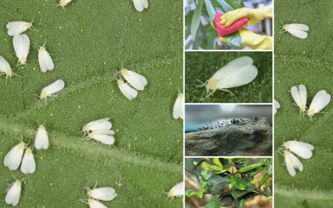 Белокрылка на пепино — Пепино — экзот на грядке | Садоводство и Огородничество