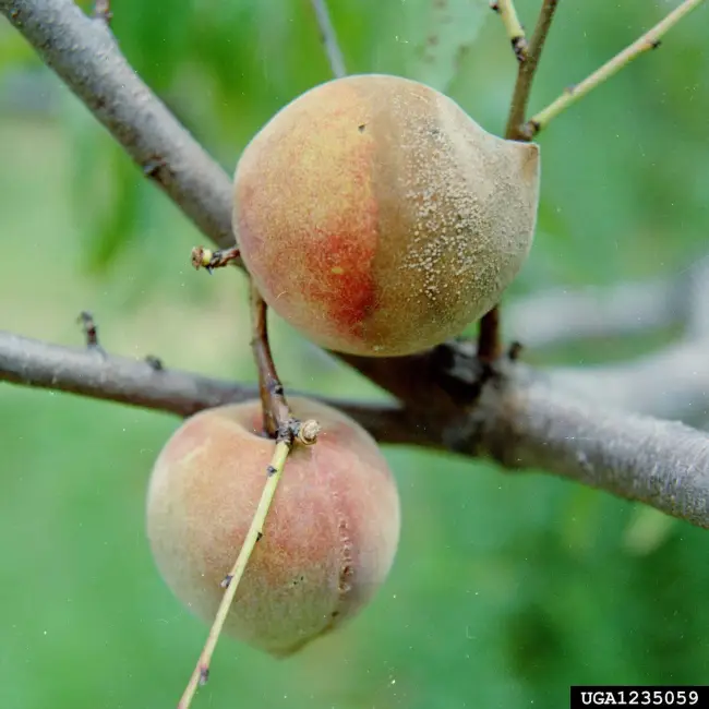 Болезни и вредители персика: описание с фото