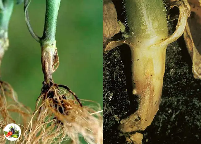 Корневая гниль на пепино — Пепино — экзот на грядке | Садоводство и Огородничество