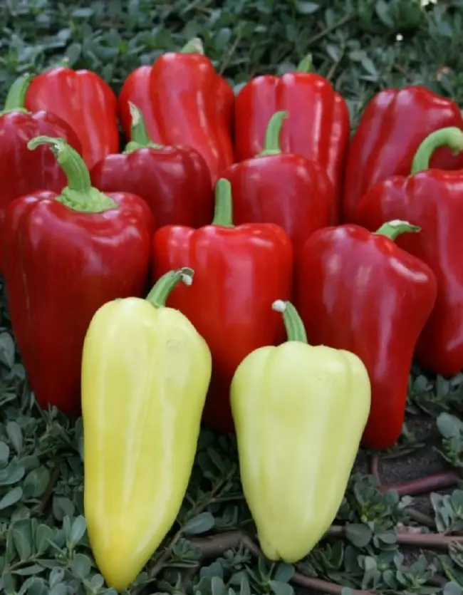 Перец анетта описание сорта — Опыт выращивания перцев от компании Энза Заден в Астрахини — YouTube