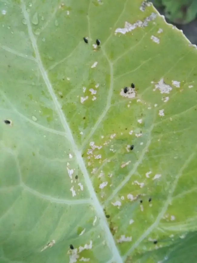 Крестоцветная блошка, прожорливое насекомое из семейства жуков — листоедов. Молодые жучки питаются молодыми листочками, выедая их практически до жилок.
