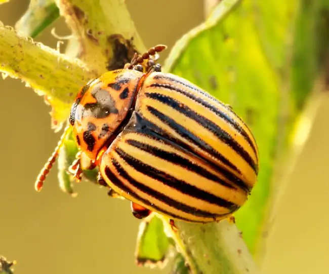 Колорадский жук на пепино — Выращивание пепино на подоконнике или балконе: особенности ухода за дынной грушей — АгрономWiki