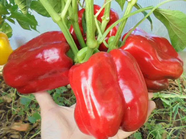 Чем характеризуется и как лучше всего выращивать перец Красный гигант?