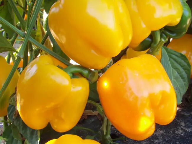 сладкий перец кубик желтый: выращивание, урожайность сорта, описание и отзывы садоводов + фото