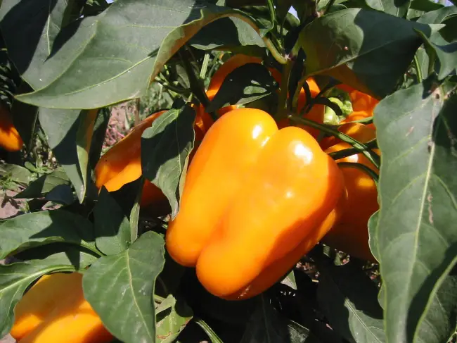 Оранж Классик — сорт растения Перец сладкий