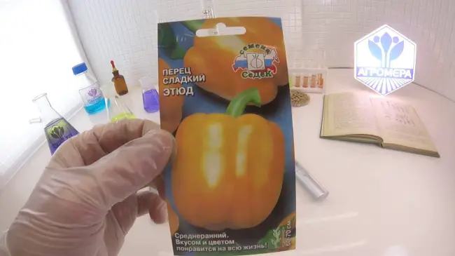 Семена АгроСидсТрейд Перец сладкий для салата Этюда — «Этих красавчиков я буду сажать и в следующем году. Оранжевые перцы в теплице.»  | отзывы