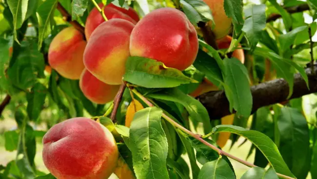Персик освежающий описание сорта — Лучшие сорта персиков: ранние, поздние, морозоустойчивые, самоопыляемые