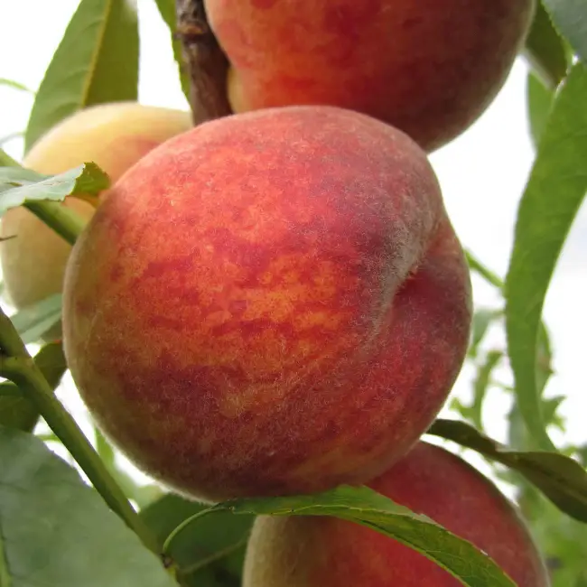 Раннеспелый сорт персика «Франт»: описание и отзывы