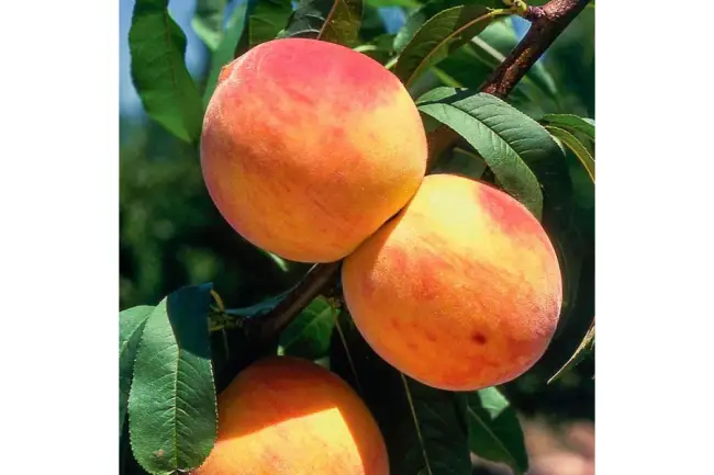 Персик юбилейный ранний описание сорта — Персик в 2020 году  порадовал количеством урожая. Приятного просмотра. Спрашивайте, что интересует по выращиванию