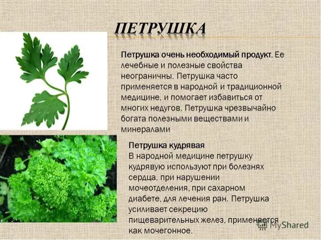 Катюша — сорт растения Петрушка