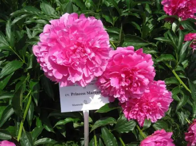 Пион Принцесс Маргарет (Paeonia Princess Margaret) – сорт зарубежной селекции с очень крупными розовидными цветами, меняющими свою окраску от темно-розовых до серебристо-розовых.
